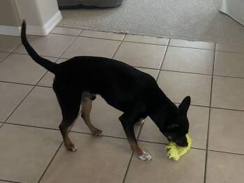 Terrier Dogs Available for Adoption - Dice | PetCurious