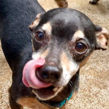 Miniature Pinscher Dogs Available for Adoption in Hopkinton, Massachusetts - Fritter | PetCurious