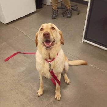 Banana Bread -  Golden Retriever and Mixed Breed Dog for Adoption in Voorhees Township, New Jersey - Banana Bread | PetCurious