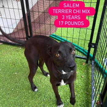 Terrier and Chihuahua Dogs Available for Adoption in Tampa, Florida - Salem | PetCurious