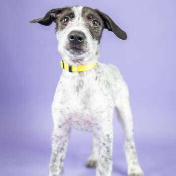 Chen -  Mixed Breed Dog for Adoption in Portland, Oregon - Chen | PetCurious