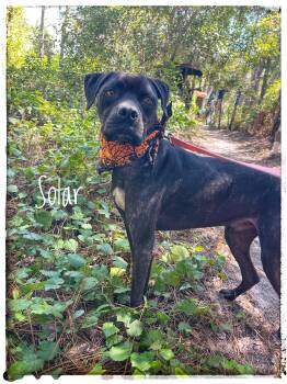 Solar -  American Staffordshire Terrier and Hound Dog for Adoption in Sebring, Florida - Solar | PetCurious