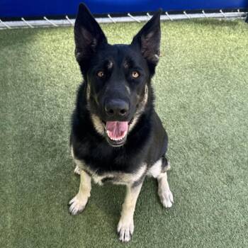 German Shepherd Dog Dogs Available for Adoption in Hawthorne, California - Missy | PetCurious