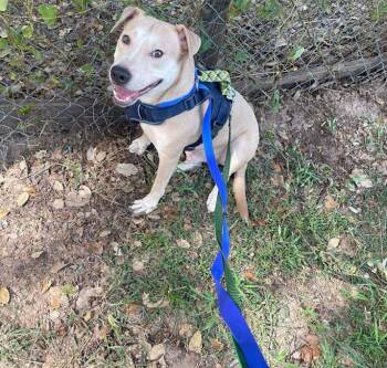Logan -  Labrador Retriever and Beagle Dog for Adoption in Inez, Texas - Logan | PetCurious