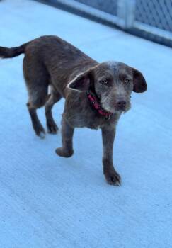Rescue Labradoodle and Boxer Dogs for Adoption in Hackensack, Minnesota - Buck | PetCurious