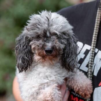 Asher -  Miniature Poodle Dog for Adoption in Chester Springs, Pennsylvania - Asher | PetCurious