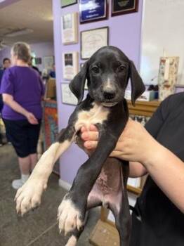 Goose -  Mixed Breed Dog for Adoption in West Chester, Pennsylvania - Goose | PetCurious