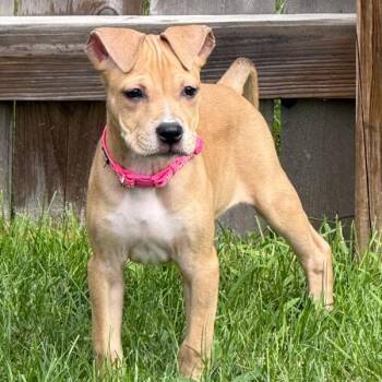 Wendy -  Bullmastiff Dog for Adoption in Des Moines, Iowa - Wendy | PetCurious