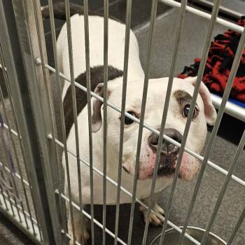 Chaos -  Pit Bull Terrier and English Bulldog Dog for Adoption in Cedar Rapids, Iowa - Chaos | PetCurious