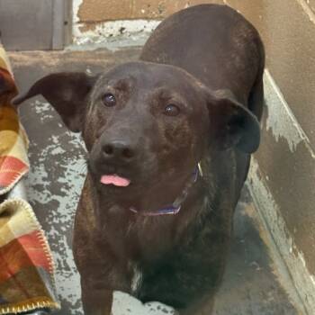 Rescue Mixed Breed Dogs for Adoption in Newport, Tennessee - Ace | PetCurious