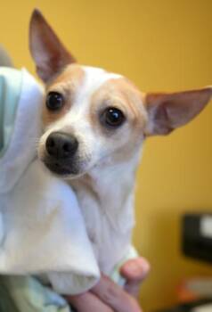 Sadie -  Chihuahua and Mixed Breed Dog for Adoption in Bowling Green, Kentucky - Sadie | PetCurious