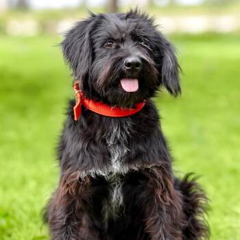 Onix -  Miniature Schnauzer and Bichon Frise Dog for Adoption in Morristown, New Jersey - Onix | PetCurious