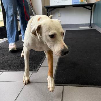 Cookie -  Mixed Breed Dog for Adoption in Walker, Michigan - Cookie | PetCurious