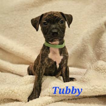 Rescue Hound and Mixed Breed Dogs for Adoption in Fairfax Station, Virginia - Tubby | PetCurious
