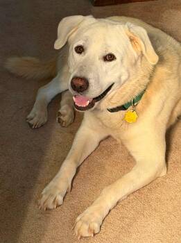 Boone -  Great Pyrenees Dog for Adoption in Kiowa, Oklahoma - Boone | PetCurious