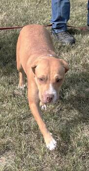 SEPHORA -  Mixed Breed Dog for Adoption in Pegram, Tennessee - SEPHORA | PetCurious