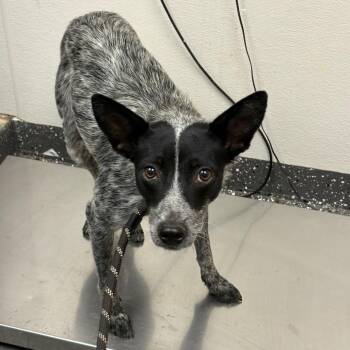 Sky -  Mixed Breed Dog for Adoption in Columbiana, Alabama - Sky | PetCurious
