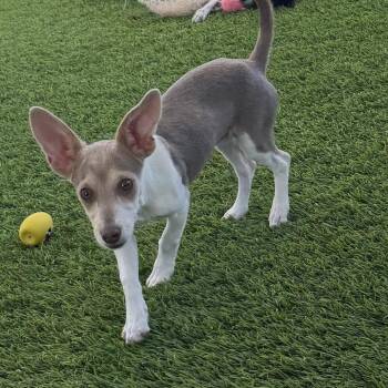 Fawn -  Chihuahua and Mixed Breed Dog for Adoption in Las Vegas, Nevada - Fawn | PetCurious