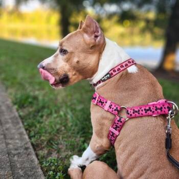 Amalthea -  Mixed Breed Dog for Adoption in Springboro, Ohio - Amalthea | PetCurious