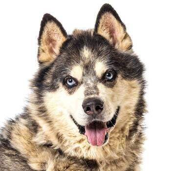 Floyd -  Alaskan Malamute Dog for Adoption in Reno, Nevada - Floyd | PetCurious
