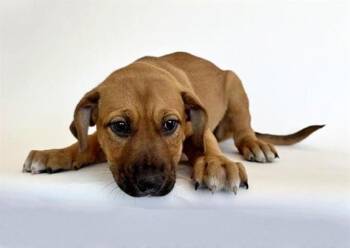 HONEY -  Labrador Retriever and Mixed Breed Dog for Adoption in Brentwood, Missouri - HONEY | PetCurious