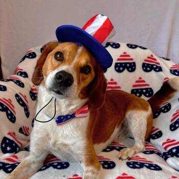 Rescue Beagle and Hound Dogs for Adoption in Benld, Illinois - Thor | PetCurious
