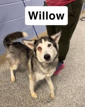Husky Dogs Available for Adoption - Willow | PetCurious