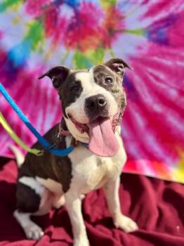 Junie -  Mixed Breed Dog for Adoption in Cincinnati, Ohio - Junie | PetCurious