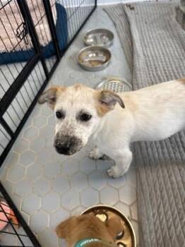 Roo -  Mixed Breed Dog for Adoption in Fort Worth, Texas - Roo | PetCurious
