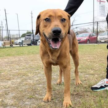 Rescue Labrador Retriever Dogs for Adoption in Spring, Texas - Rudy | PetCurious