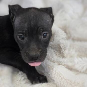 Mouse JuM -  Terrier and Mixed Breed Dog for Adoption in Austin, Texas - Mouse JuM | PetCurious
