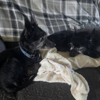 Milo - Home to Home -  Scottish Terrier Dog for Adoption in South Elgin, Illinois - Milo - Home To Home | PetCurious