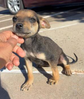 Xena -  Chihuahua Dog for Adoption in Durango, Colorado - Xena | PetCurious