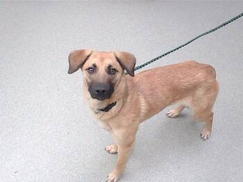 German Shepherd Dog and Mixed Breed Dogs Available for Adoption in Omaha, Nebraska - SPRINKLE | PetCurious