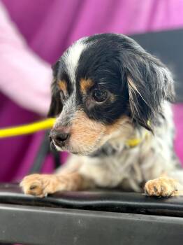 Pipkin -  Chihuahua and Mixed Breed Dog for Adoption in Livingston, Texas - Pipkin | PetCurious
