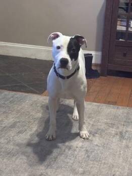 Mixed Breed Dogs Available for Adoption - Zee | PetCurious