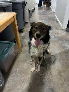 Rough Collie Dogs Available for Adoption - Susie | PetCurious