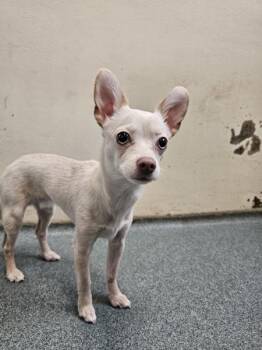 Chihuahua Dogs Available for Adoption in Vancouver, Washington - Fortitude | PetCurious