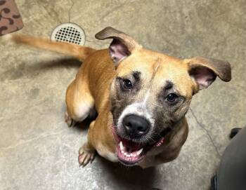 Rescue Pit Bull Terrier Dogs for Adoption in Edinburg, Virginia - Reese | PetCurious