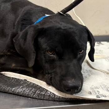 Rescue Labrador Retriever Dogs for Adoption in Yuma, Arizona - Jacks | PetCurious