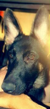 German Shepherd Dog Dogs Available for Adoption - Akasha | PetCurious