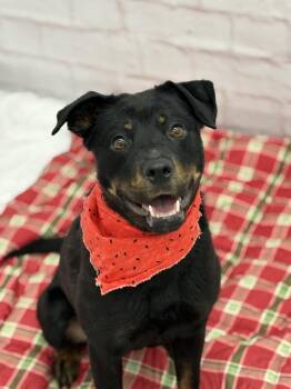 Topiary Nose -  Rottweiler and Mixed Breed Dog for Adoption in Detroit, Michigan - Topiary Nose | PetCurious