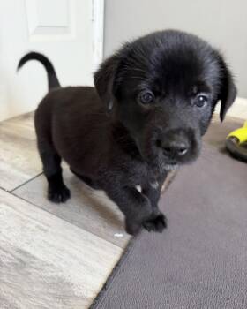 German Shepherd Dog and Labrador Retriever Dogs Available for Adoption in Grafton, Massachusetts - Molecule (AKA Molly) | PetCurious