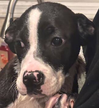 Boxer and American Staffordshire Terrier Dogs Available for Adoption - Eleven | PetCurious