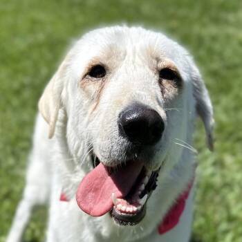 Elsa -  Great Pyrenees Dog for Adoption in Spring, Texas - Elsa | PetCurious