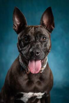 Pit Bull Terrier Dogs Available for Adoption - Shenzee | PetCurious