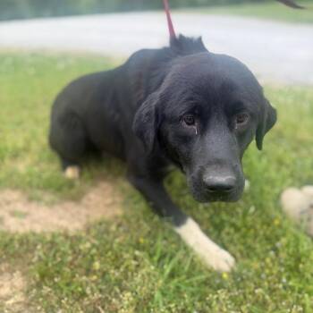 Mixed Breed Dogs Available for Adoption in Corinth, Mississippi - Bo | PetCurious