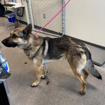 107993 -  Mixed Breed Dog for Adoption in Las Cruces, New Mexico - 107993 | PetCurious