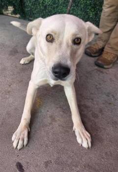 61196966 -  Husky and Mixed Breed Dog for Adoption in El Paso, Texas - 61196966 | PetCurious