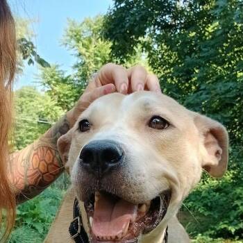 August -  Mixed Breed Dog for Adoption in Saugerties, New York - August | PetCurious